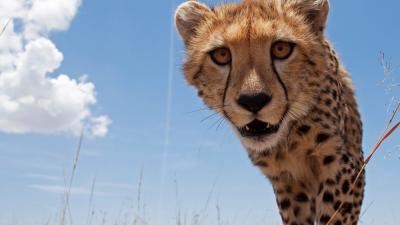 Cheetah adolescent peering curiously (Acinonyx jubatus), Maasai Mara National Reserve, Kenya. Cheetah adolescent peering curiously (Acinonyx jubatus), Maasai Mara National Reserve, Kenya.