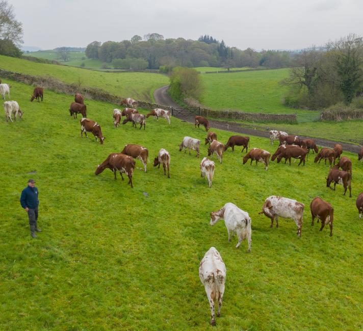 Strickley Farm in Kendal, South Cumbria, England practices regenerative dairy farming, where the cattle are fed on a pasture-based diet, soil health is promoted and habitats on the farms are enhanced and protected