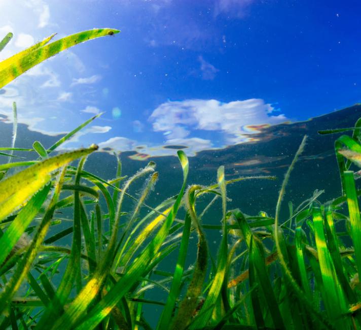 Seagrass