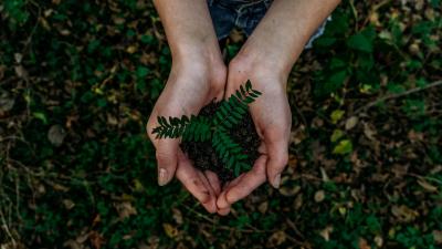 Plant in hand Plant in hand