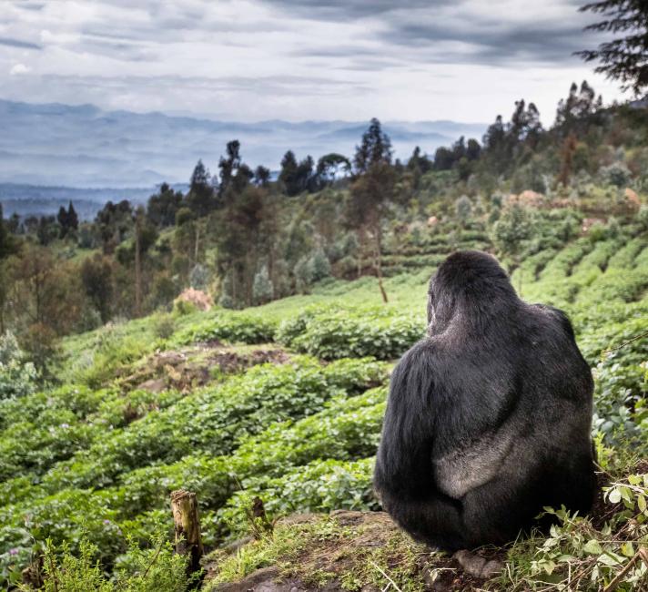 Mountain gorilla (Gorilla beringei beringei) silverback sitting on boundary wall between Volcanoes National Park and a Potato crop, looking into valley. Area to be restored to forest. Rwanda.