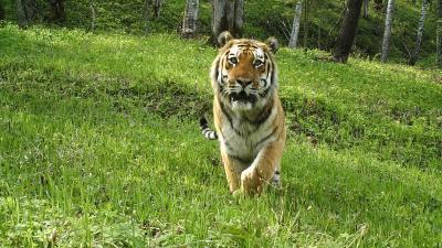 Amur tiger (Panthera tigris altaica) captured on camera traps Amur tiger (Panthera tigris altaica) captured on camera traps in Suiyang, Heilongjiang Province, China.