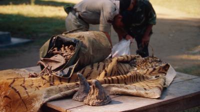 Confiscated rhinoceros horns, tiger skin and bones Chitwan National Park, Nepal Confiscated rhinoceros horns, tiger skin and bones Chitwan National Park, Nepal