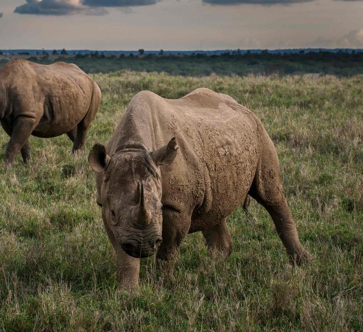 Two female eastern black rhinoceros