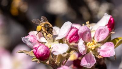 Bee pollinating apple flower Bee pollinating apple flower