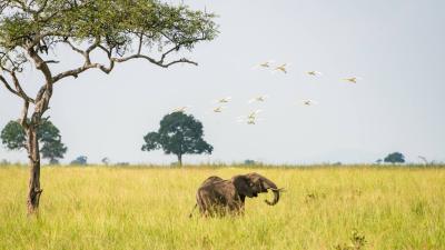 An elephant and birds seen at Mikumi national park, Tanzania. An elephant and birds seen at Mikumi national park, Tanzania.