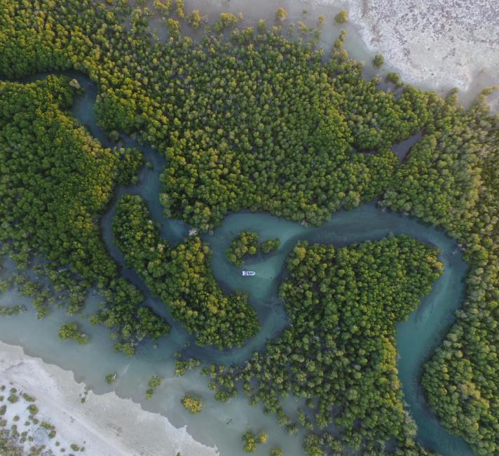 The coastal zone of the southern region of Toliara, Mangroves