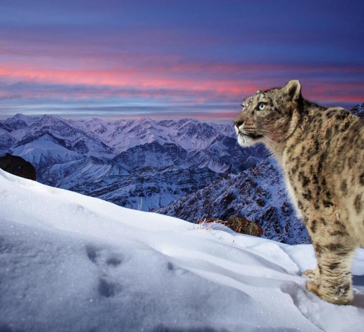 A wild snow leopard triggers a camera trap high up in the mountains of Ladakh in the Indian Himalayas. A stunning profile of the snow leopard in the foreground with mountains and orange sky in the background. The original image has been flipped horizontally.