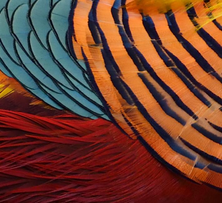 Close up of feathers of the Golden pheasant, (Chrysolophus pictus), displaying to female pheasants at Yangxian Nature Reserve, Shaanxi, China
