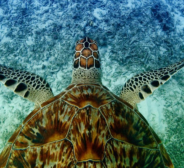 Turtle swimming in clear blue water