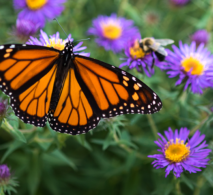 Monarch butterfly