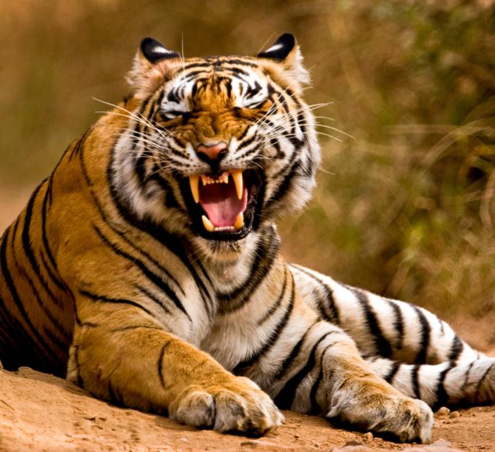 Tiger growling