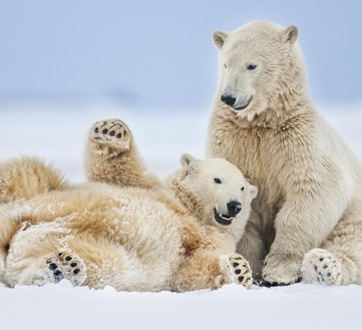 Two polar bears playing