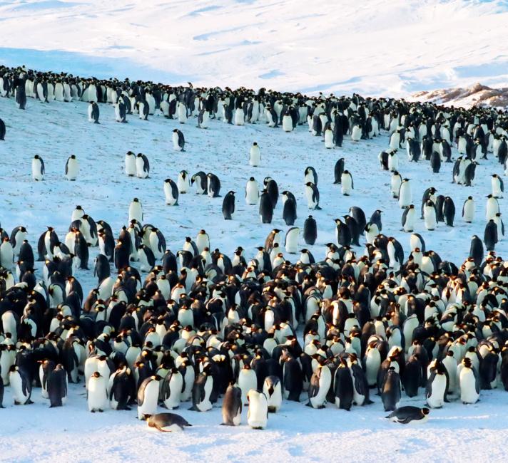 Emperor penguins