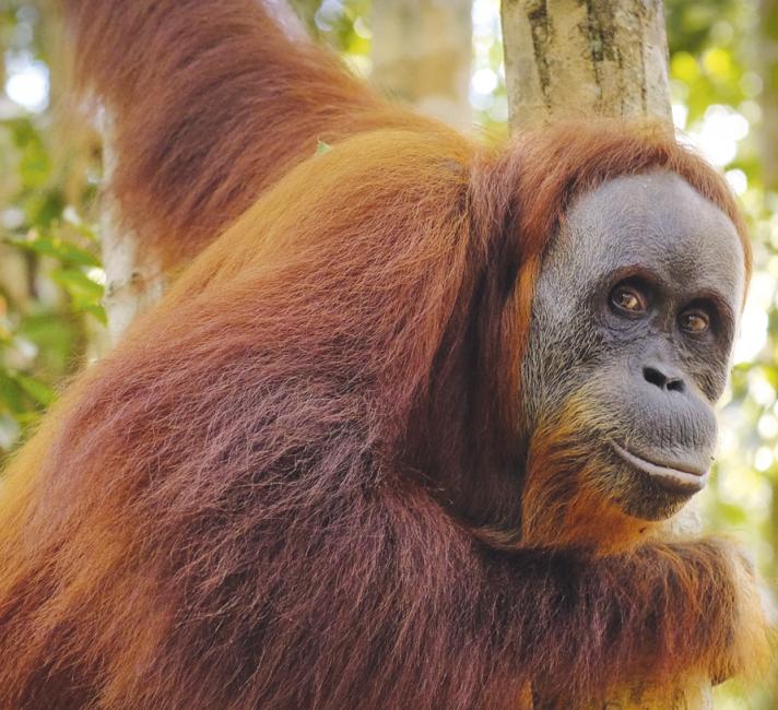 Orangutan smiling