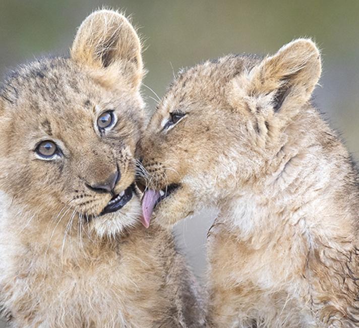 Two lion cubs grooming