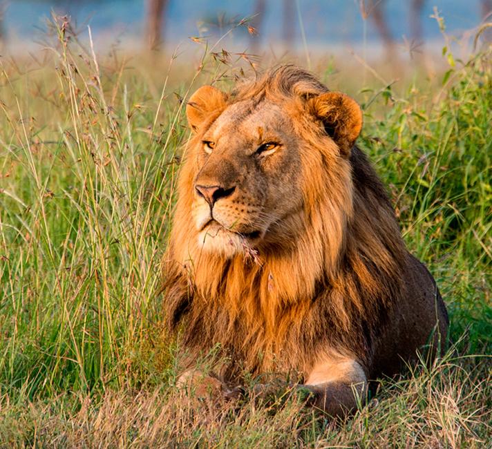 Lion lying down