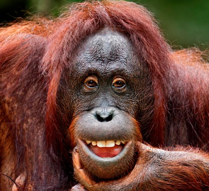 Orangutan smiling