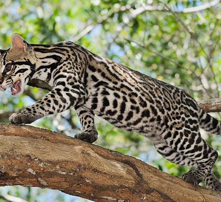 Ocelot stalking