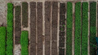A tree seedling nursery near Vikindu forest, Tanzania. A tree seedling nursery near Vikindu forest, Tanzania.