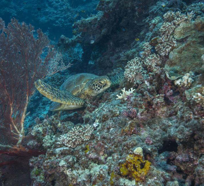 A green turtle resting among corals off Tokoriki Island (west of Viti Levu). Great Sea Reef Survey, Fiji.