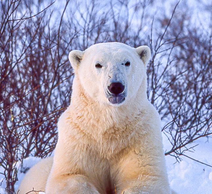 cold encounter with polar bear