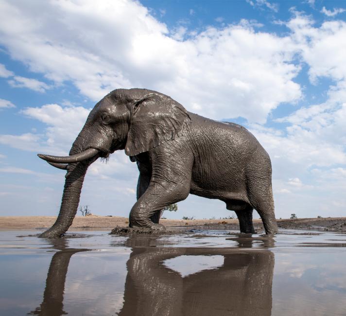 elephant taking a muddy bath