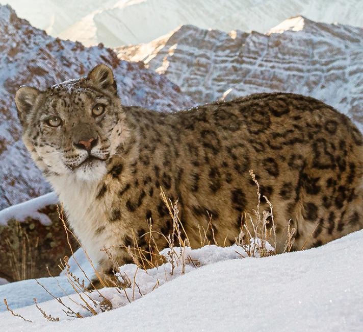 Snow leopard