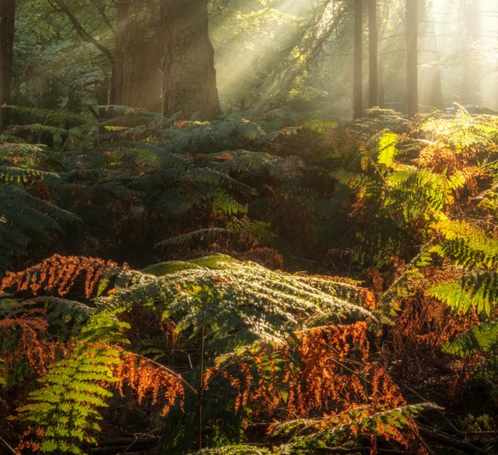 Sun shining through trees in Bolderwood, New Forest National Park, England, UK