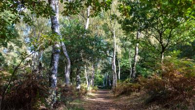 Woodland walk, Sherwood Forest, UK, October Woodland walk, Sherwood Forest, UK, Walk, October