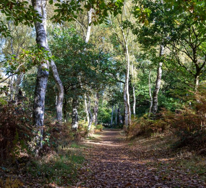 Woodland walk, Sherwood Forest, UK, Walk, October