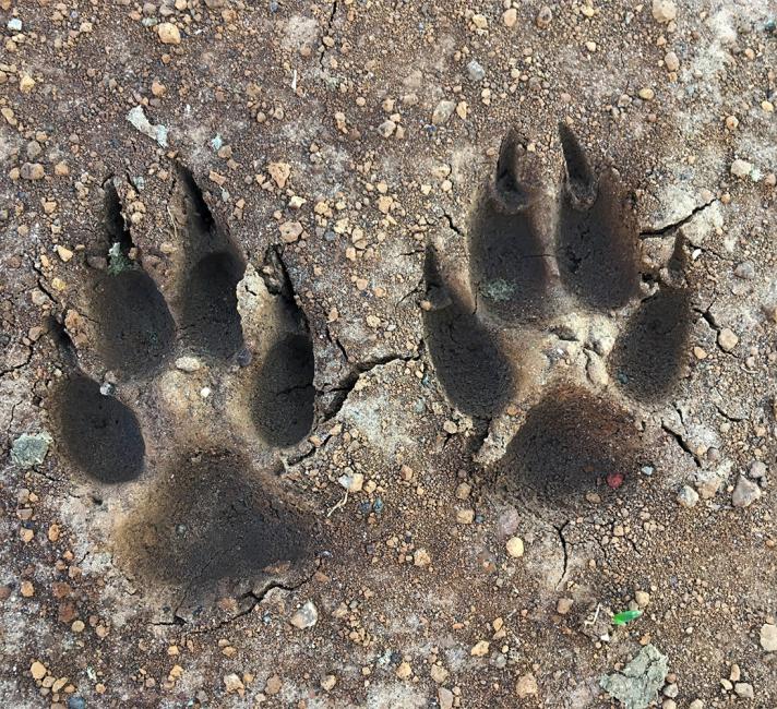 Kangaroo footprints