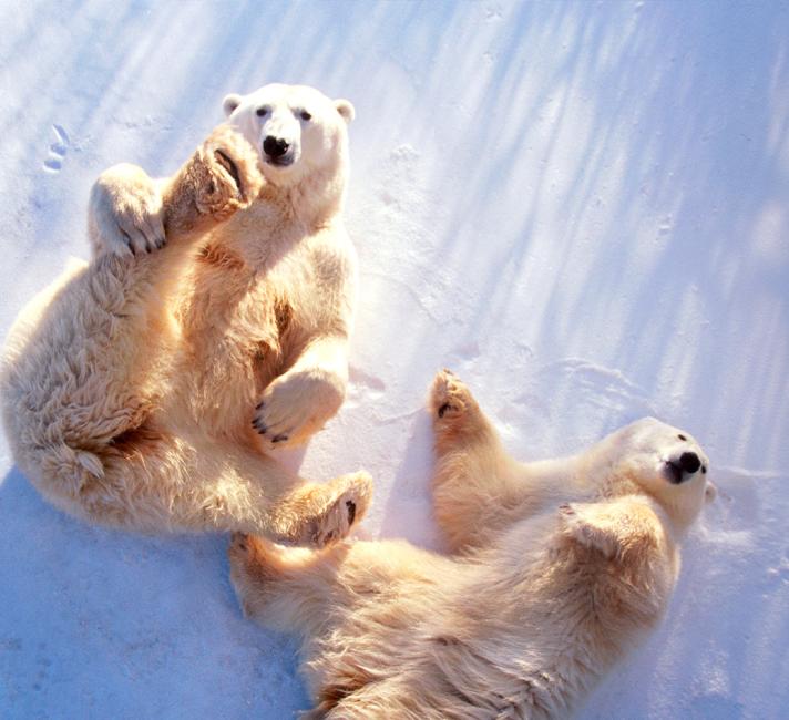 Two polar bears lying on their backs in the snow