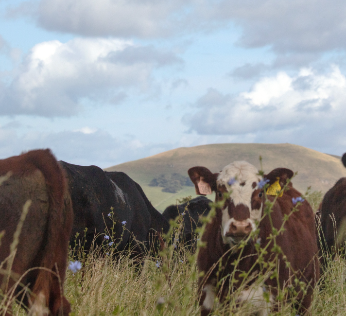 Cows on Whitriggs Farm, The Scottish Borders.