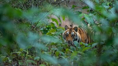 Tiger at Bandhavgarh National Park, India Tiger at Bandhavgarh National Park, India