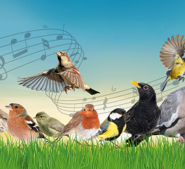 Bird-quiz-getty-banner.jpg