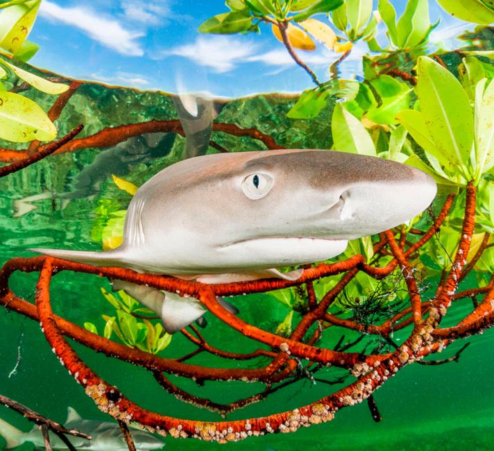 Lemon Shark