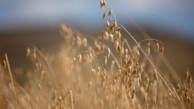A field of winter oats on Whitriggs Farm, Hawick, Scotland. A field of winter oats on Whitriggs Farm, Hawick, Scotland.