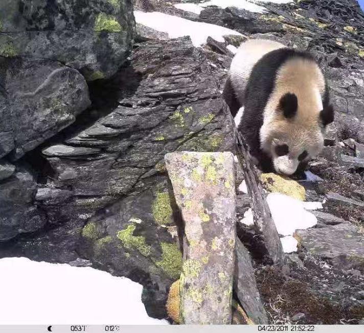 Camera trap image of a panda walking down a steep rocky slope