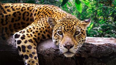 Jaguar resting Jaguar resting