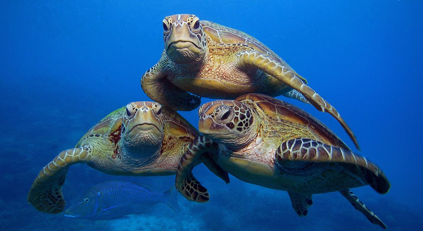 green-turtles-swimming-in-the-great-barrier-reef-wwf