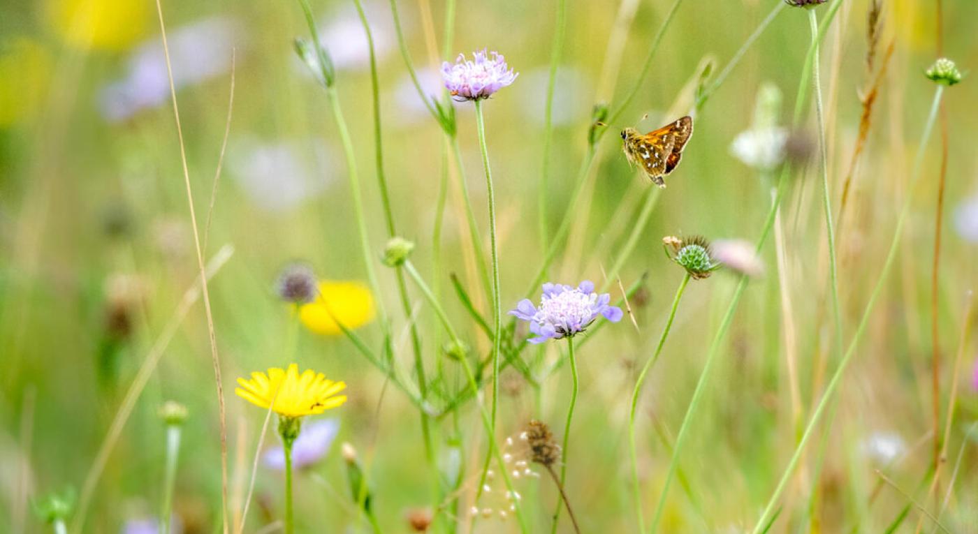 Silver-spotted skipper skipping between scabious flowers on Newtimber ...