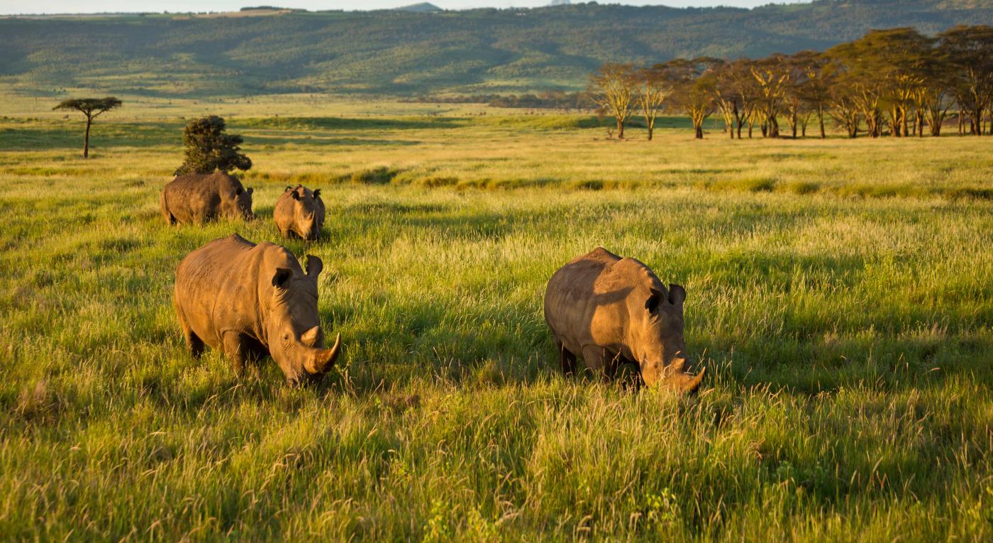 Four white rhinoceroses in grasslands in Kenya