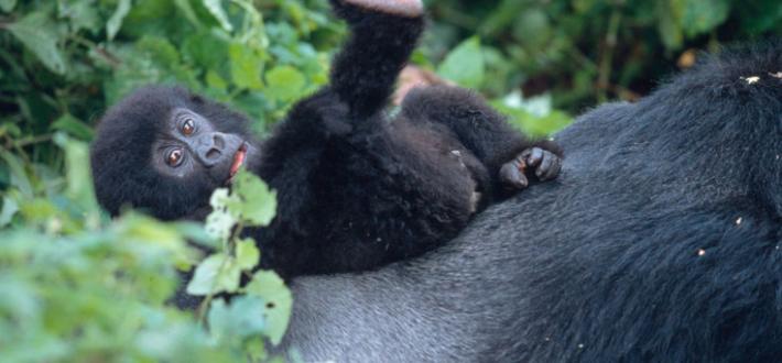 Top 10 facts about gorillas