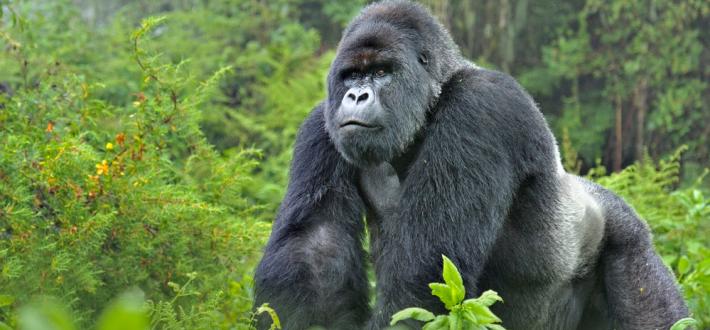 Test your gorilla knowledge
