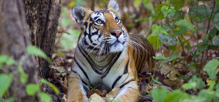 Test your tiger knowledge