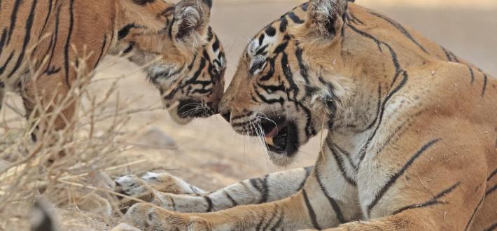 Top 10 facts about tigers