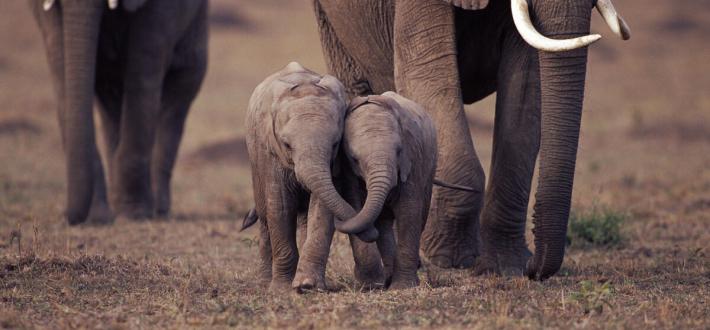 Top 10 facts about elephants