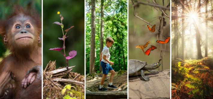 Speak up for forests