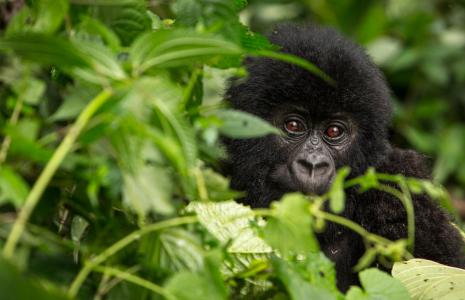 Top 10 facts about Mountain Gorillas